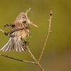 Konopka obecna - Carduelis cannabina - Eurasian Linnet 2106